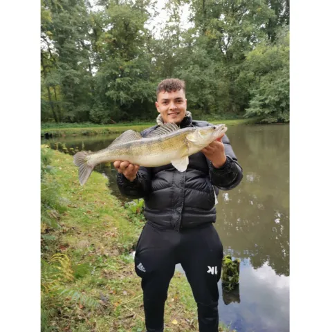 Zander