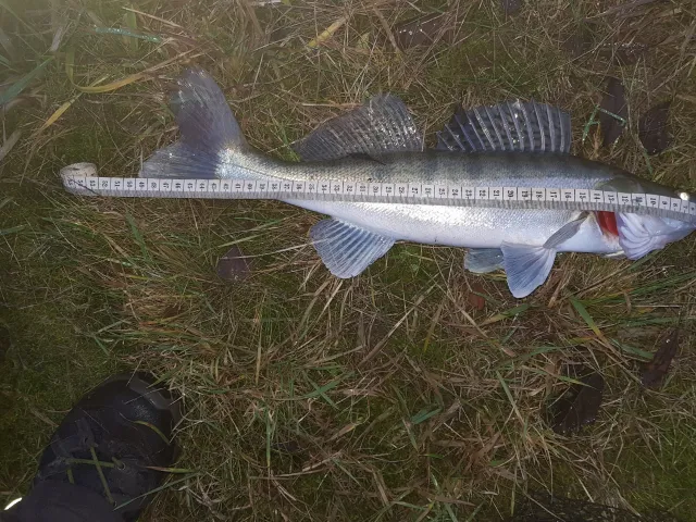 Zander