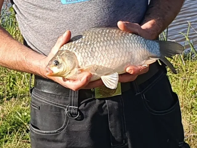 Karausche