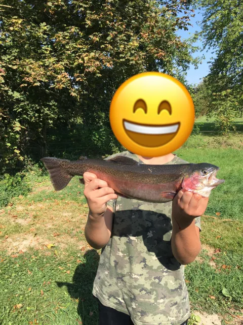 Regenbogenforelle
