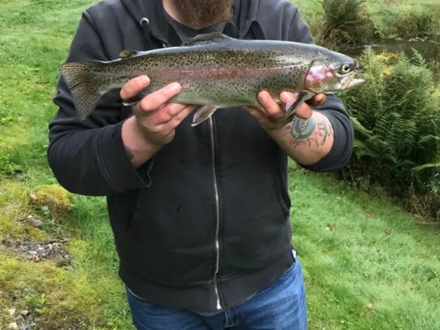 Regenbogenforelle
