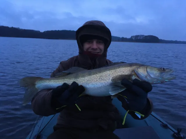 Zander