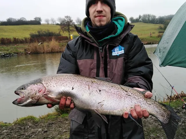 Regenbogenforelle