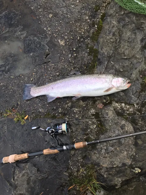 Regenbogenforelle