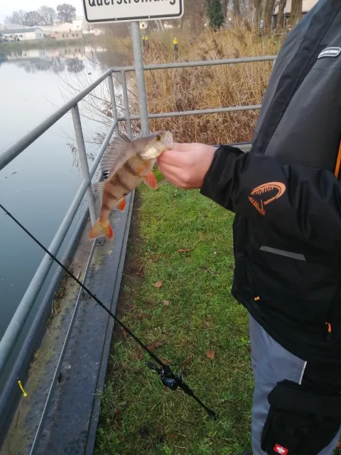 Flussbarsch