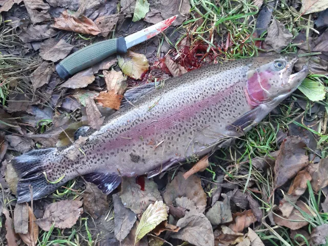 Regenbogenforelle