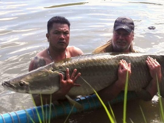Arapaima