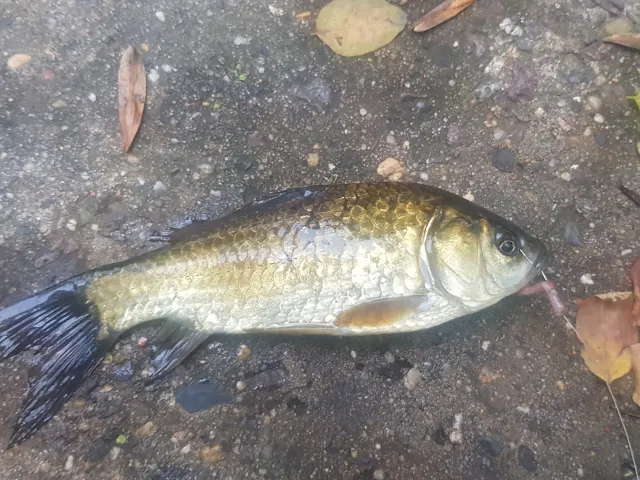 Karausche