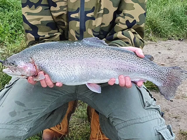 Regenbogenforelle
