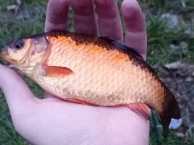 Karausche