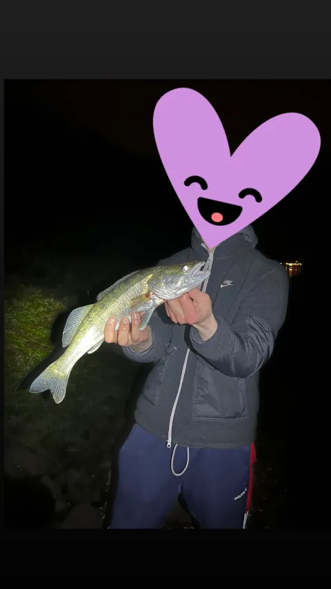 Zander