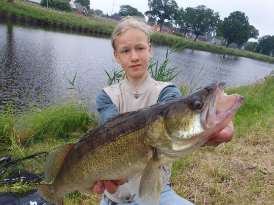 Zander