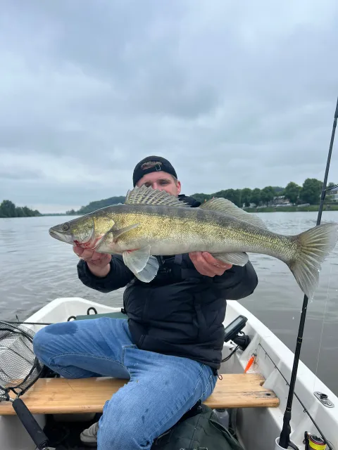 Zander