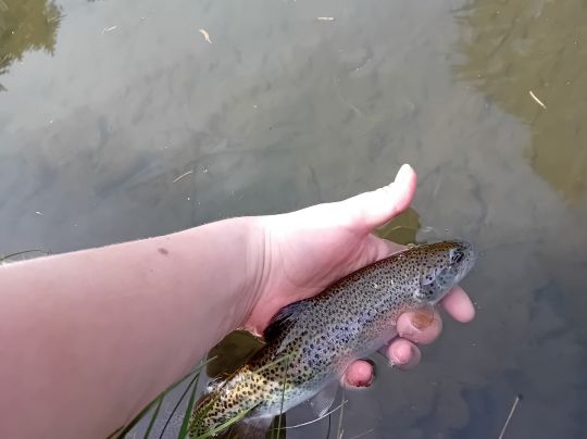 Regenbogenforelle
