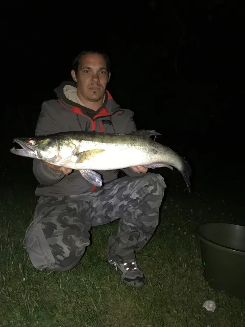 Zander