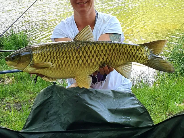 Graskarpfen