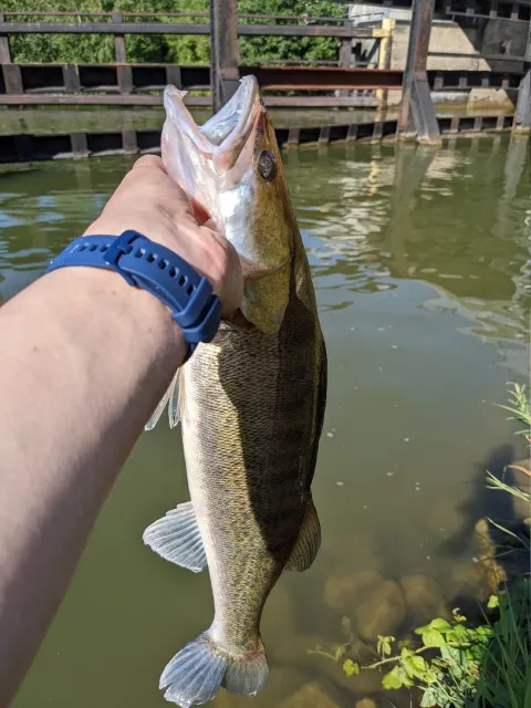 Zander