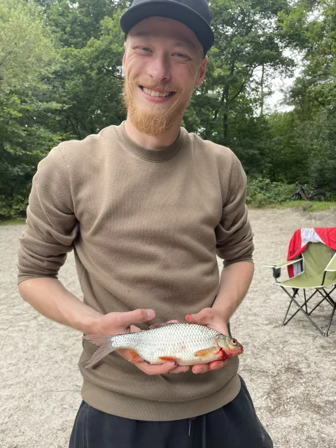 Rotfeder