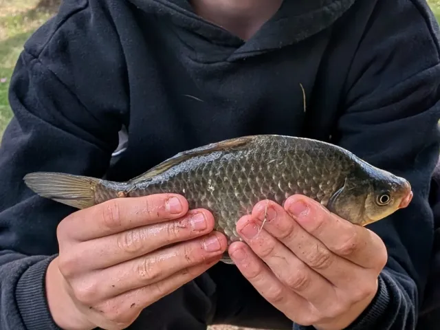 Giebel