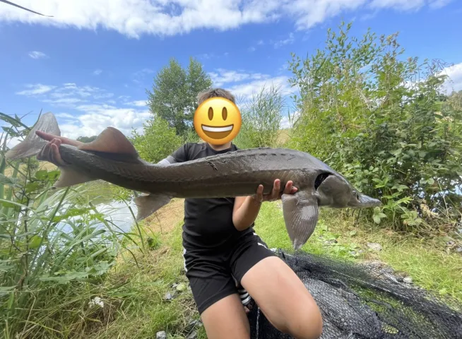 Stör