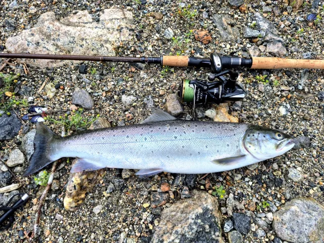 Lachs