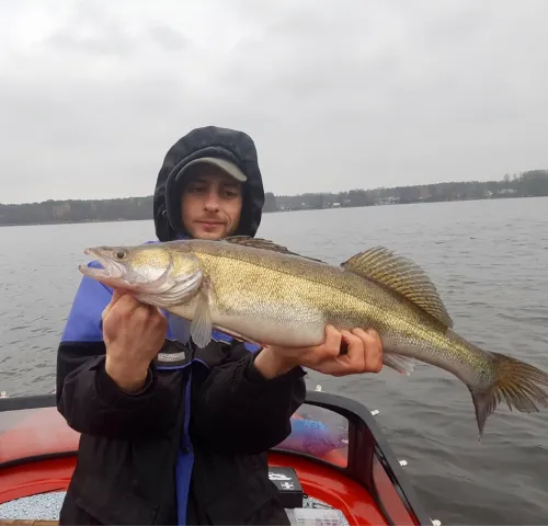Zander