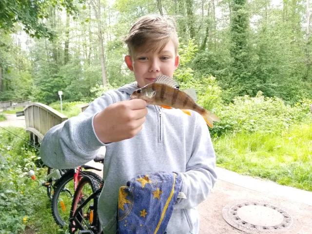 Flussbarsch