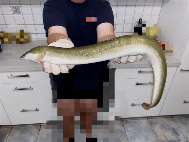 Aal