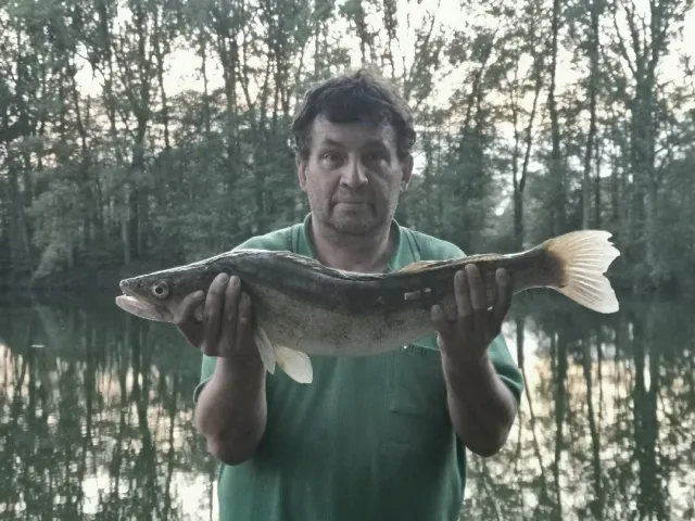 Zander