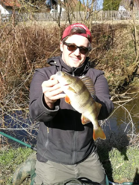 Flussbarsch