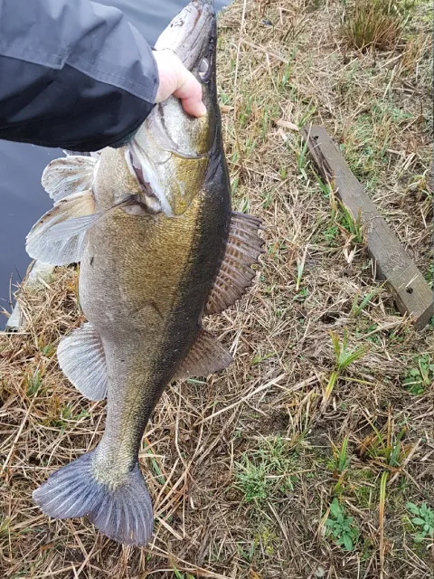 Zander
