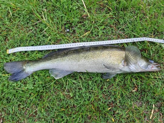 Zander