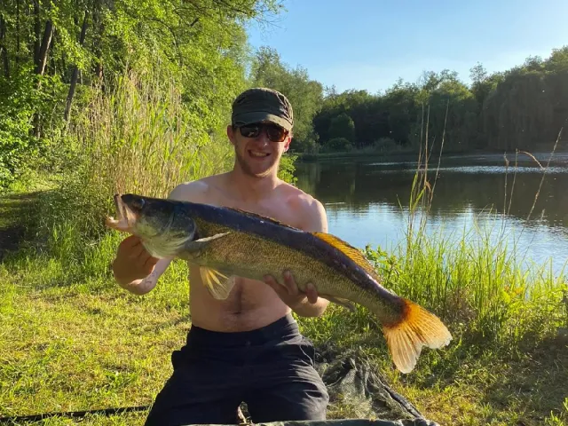 Zander