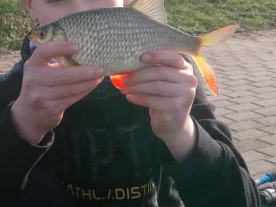 Rotfeder