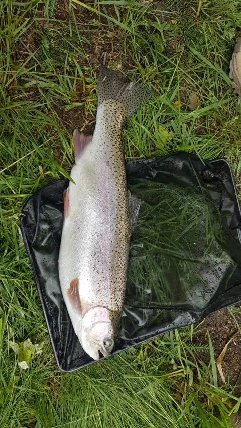 Regenbogenforelle