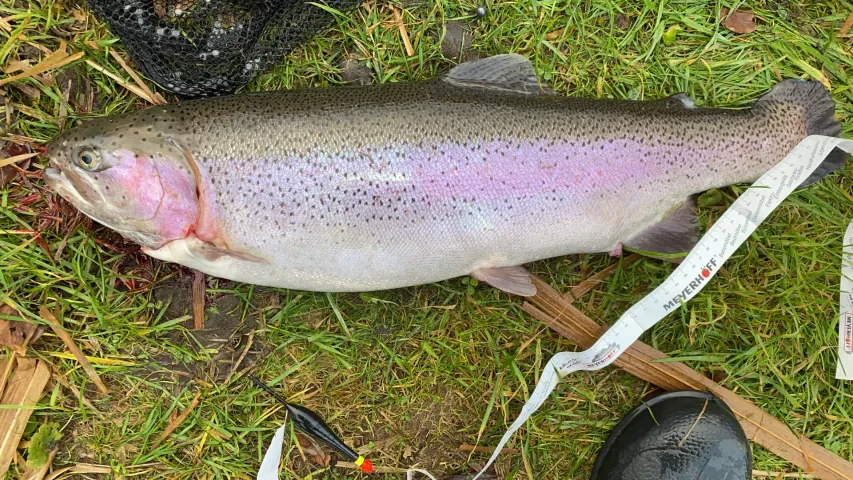 Regenbogenforelle