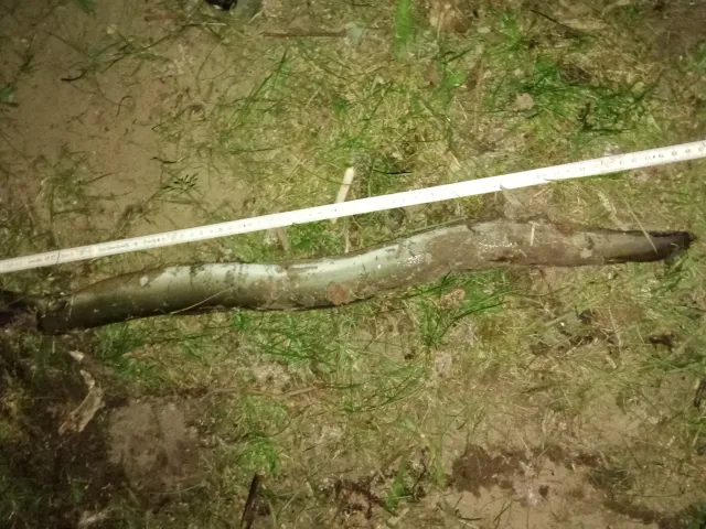 Aal