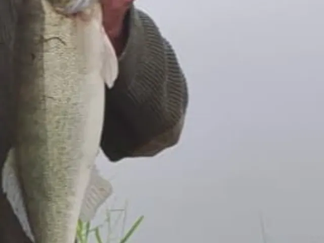 Zander