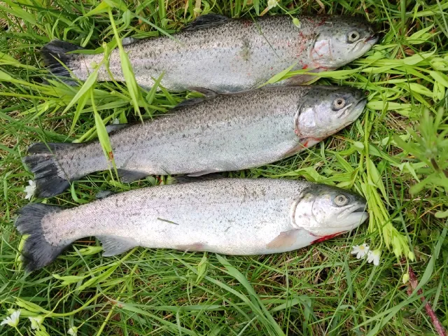 Regenbogenforelle