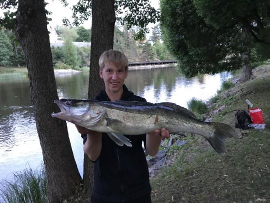 Zander