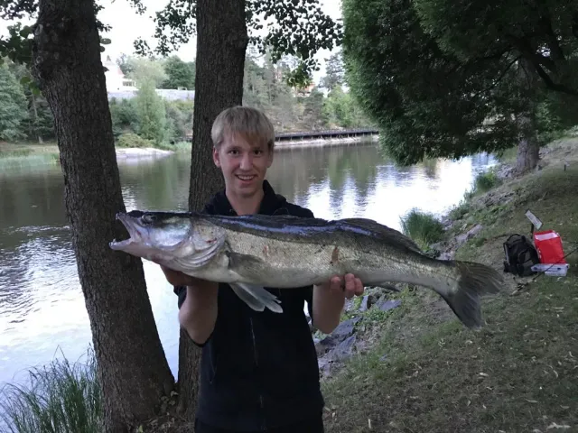 Zander