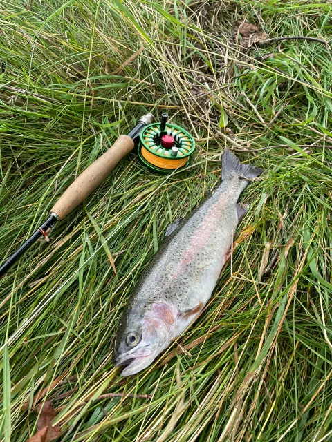 Regenbogenforelle