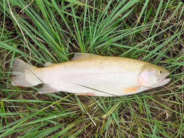 Goldforelle
