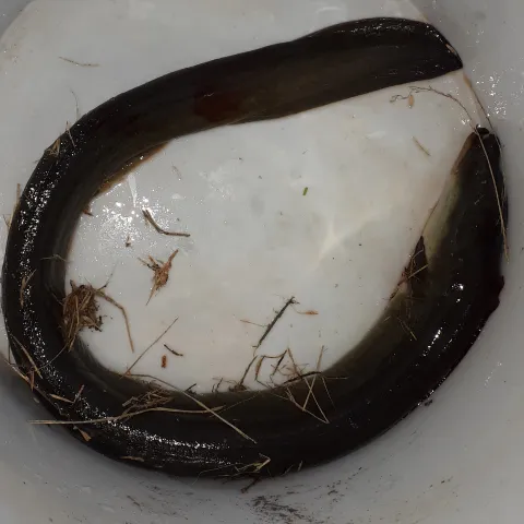 Aal