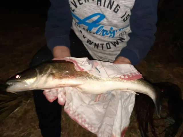 Zander