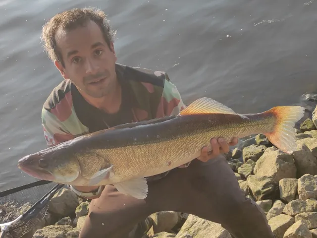 Zander