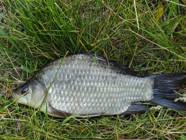 Karausche