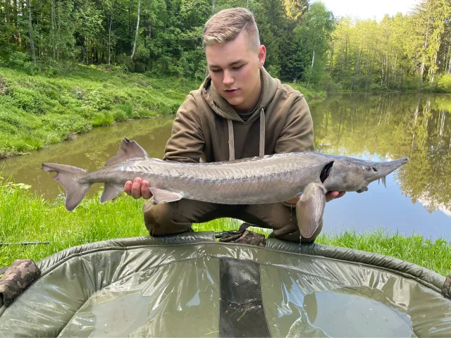 Stör