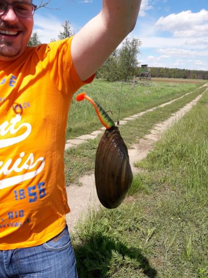 Gemeine Teichmuschel