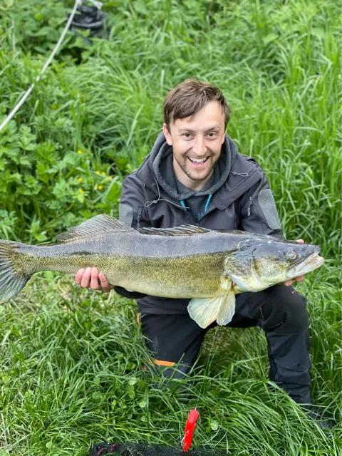 Zander